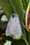 Diaphora mendica