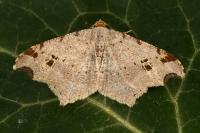 Macaria alternata