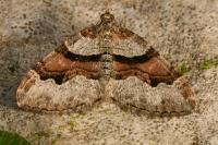 Xanthorhoe designata