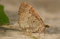 Xanthorhoe designata