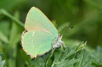 Callophrys rubi