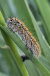 Lasiocampa trifolii