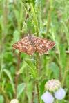 Ematurga atomaria