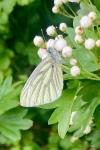 Pieris napi
