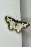 Lomaspilis marginata