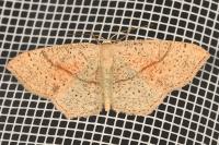 Cyclophora punctaria