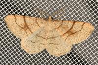 Adactylotis contaminaria