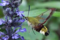 Hemaris fuciformis