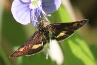 Pyrausta aurata