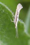 Plutella xylostella