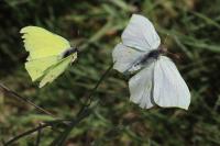 Gonepteryx rhamni