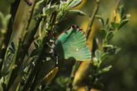 Callophrys rubi