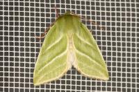 Pseudoips prasinanus