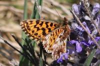 Boloria dia
