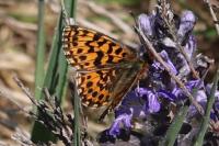 Boloria dia