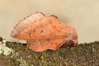 Phyllodesma tremulifolia