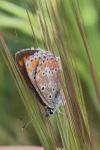 Aricia agestis