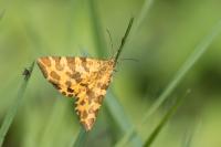 Pseudopanthera macularia