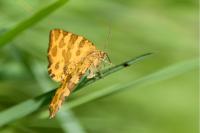 Pseudopanthera macularia