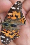 Vanessa cardui