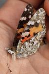 Vanessa cardui