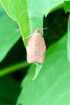 Clepsis consimilana
