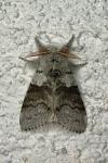 Calliteara pudibunda