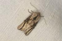 Egira conspicillaris