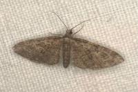 Eupithecia abbreviata