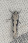 Ethmia bipunctella