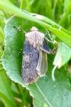 Agrotis puta