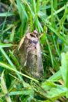 Ochropleura plecta