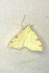 Opisthograptis luteolata