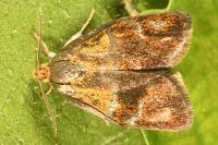 Ptycholoma lecheana