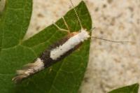 Argyresthia spinosella