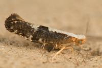 Argyresthia spinosella