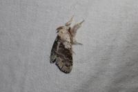 Calliteara pudibunda