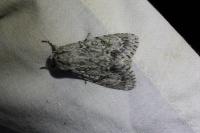Acronicta aceris