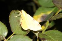 Opisthograptis luteolata