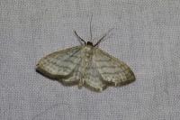 Idaea subsericeata