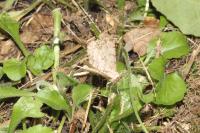 Hypomecis punctinalis