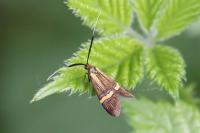Nemophora degeerella