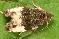 Hedya pruniana