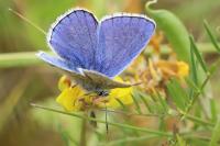 Lysandra bellargus