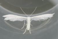 Pterophorus pentadactylus