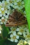 Euclidia glyphica