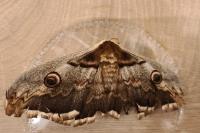 Saturnia pyri