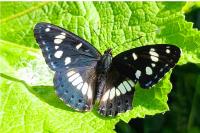 Limenitis reducta