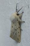 Spilosoma lubricipeda