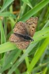Lycaena tityrus